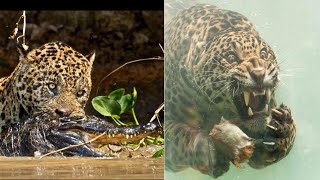 Why Jaguars are an Avengers Level Threat (and cheetahs are not)