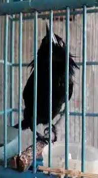 Cara perawatan burung awar awar agar gacor kudangan
