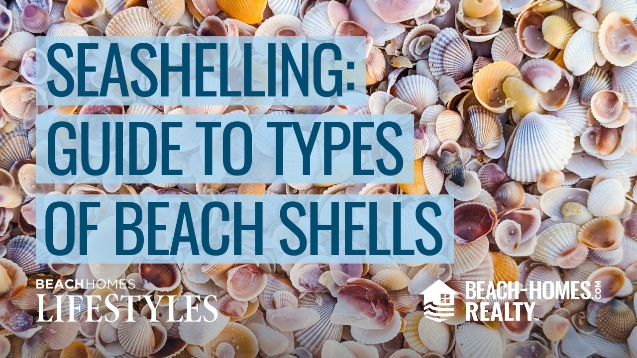 What the Shell? A Guide to Identifying Common Types of Seashells in the ...
