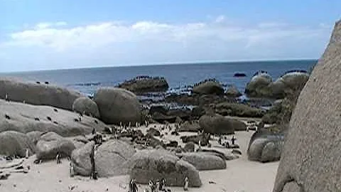 Penguin dance...on a beach!