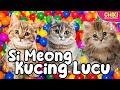 Lagu anak  si meong kucing lucu mandi bola populer