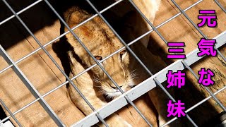 元気な三姉妹【ミオ母娘】　Lion (ライオン)　多摩動物公園