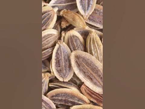 Лечебные свойства семян укропа #семенаукропа #здоровоепитание #здоровье ...