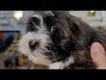 Heavenly Havanese Gloria and Margo Puppies! Playtime!