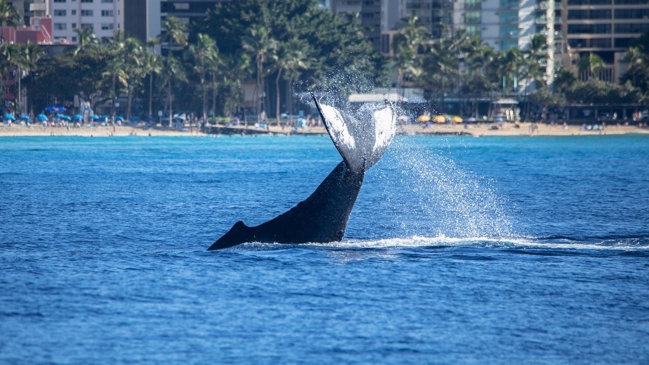 Oahu Best Whale Watching Cruise | Humpback Whales in Hawaii | Star of Honolulu