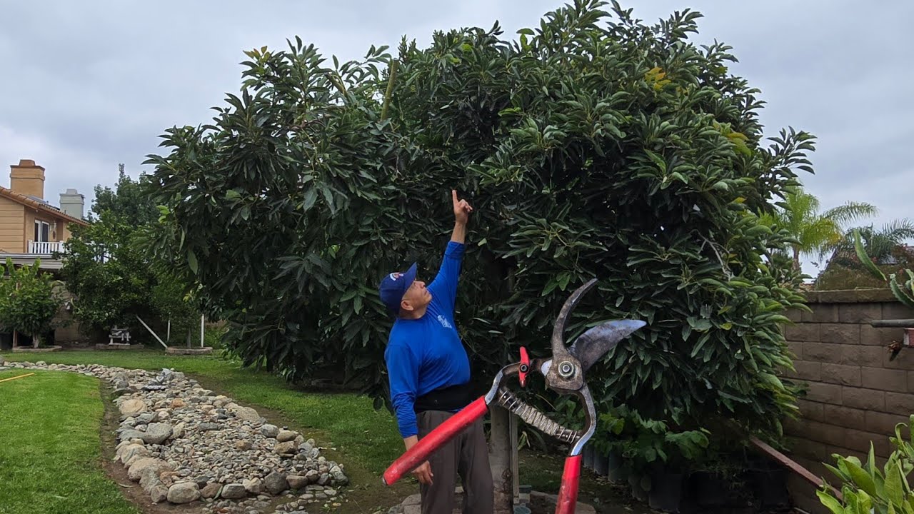 Как обрезать дерево авокадо, чтобы сформировать низкую, компактную и раскидистую крону.