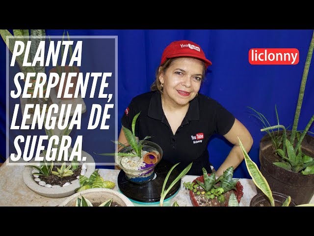 🌾 Propiedades MEDICINALES ⚕️ de la Lengua De suegra / Planta Medicinal /  Huerta Casera 