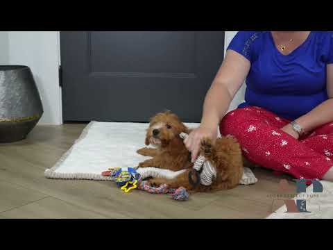 This Cavapoo Pup