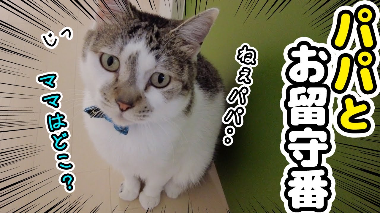 Where's Mommy? Cute reactions of cats confused by the sudden