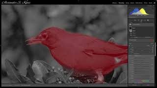 Lightroom: Developing A Bird Photo