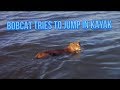 Bobcat swims to jump on my kayak