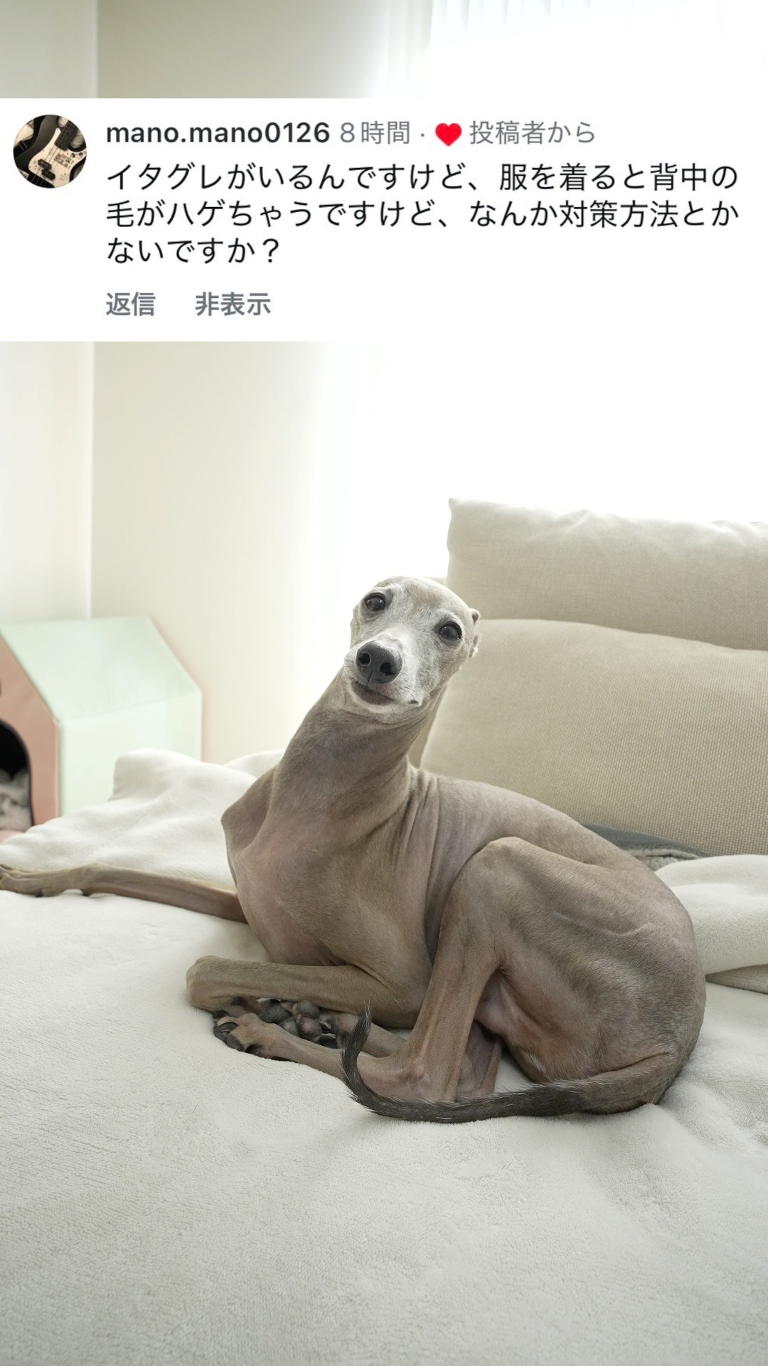 This Italian greyhound loses hair on his back when he wears