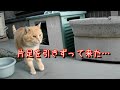 片足を引きずってたどり着いた野良猫食堂…その足でどうやってここまで来たの！？