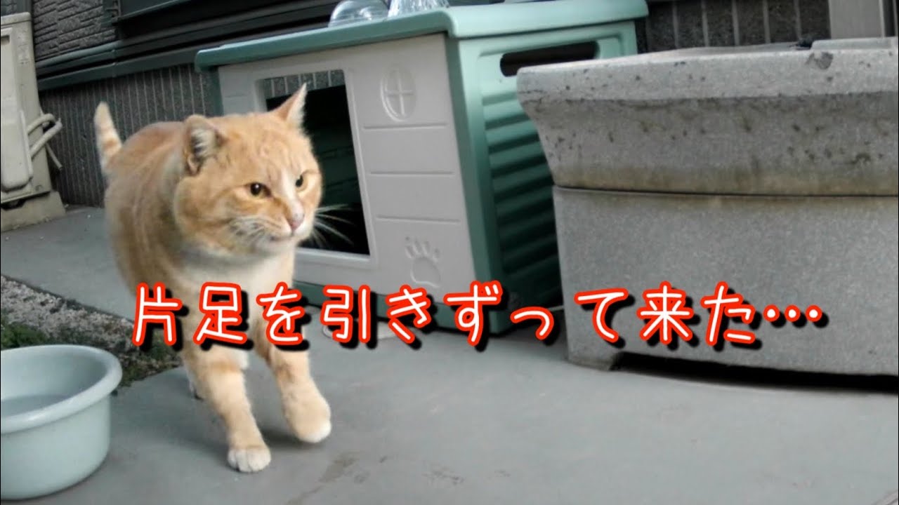 片足を引きずってたどり着いた野良猫食堂…その足でどうやってここまで来たの！？