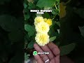 #short honey Duperey #rose #gardening #plants #new #trending #video #love #song #tamil #virel #reels