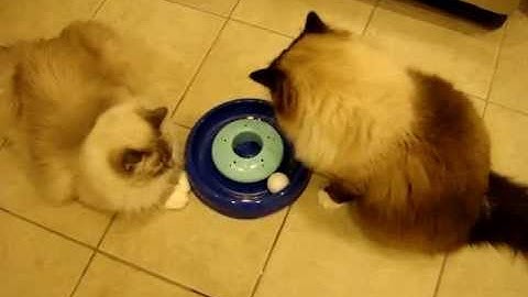 Bergan Catnip Hurricane Arrives for Product Testing ねこ - ラグドール - Floppycats