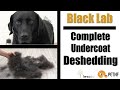 Black Lab | Full Undercoat Deshedding Tutorial