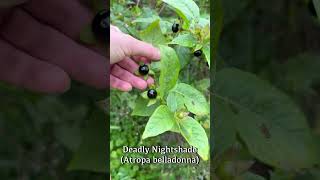 Deadly Nightshade Atropa Belladonna