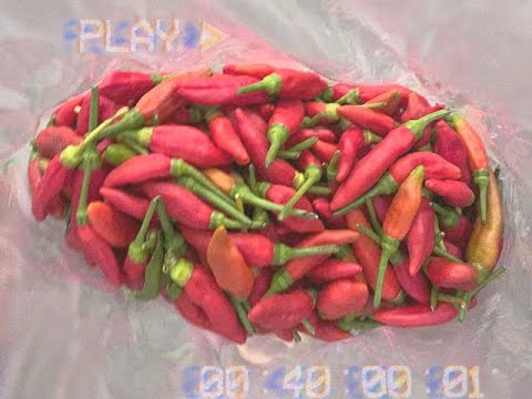 Making Chilis Sauce | Unexpected Gift from the Universe, Nature Mushroom Encounters