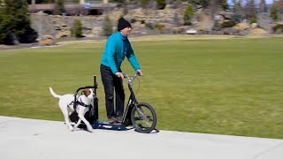 国外发明“狗动力”滑板车,一边遛狗一边玩，一次性可遛几只狗