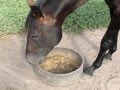 Funny luca eating his dinner like an excavator funny