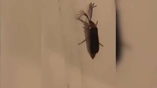 Eyelash bug 😂😂 Megan Thee Stallion 2020