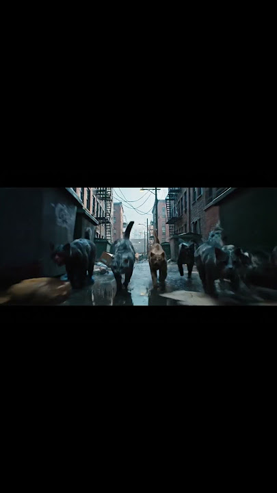 Alley Cat Gang Confronts Fence Barrier #cats #streetcats #catgang #alley #cinematic #VFX #shortfilm