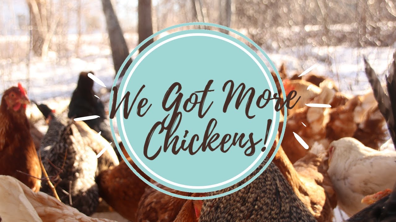 We Got More Chickens Homesteading in Nova Scotia Canada YouTube