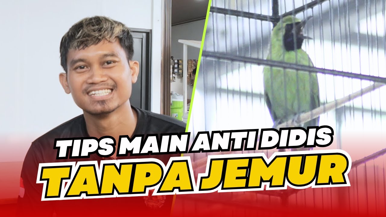 Settingan Cucak Ijo Tanpa Didis Cak ijo tanpa jemur RAWATAN CUCAK IJO DIDIS JEMUR CAK IJO HoBi ID