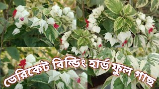 ভেরিকেট বিল্ডিং হার্ড ফুল গাছ বিক্রি করে | মা নার্সারি | kawsar green farm