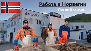 Работа в Норвегии на Рыбной фабрике / Летний сезон Голубой палтус