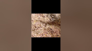 meat shredding machine,meat floss making machine,meat floss shredder