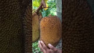 Jaca o Jack fruit o Yaka madura!