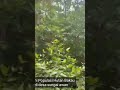 Hutan mangrove Ketapang Kalbar