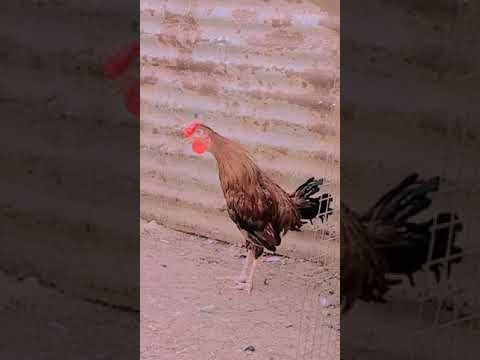 شاهد تعوعي ديك صغير