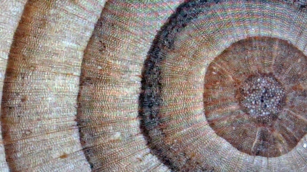 Tree Rings and Climate | Center for Science Education