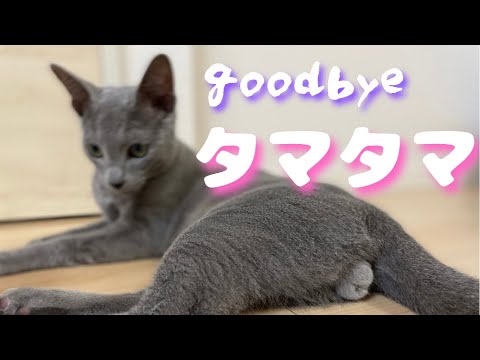 去勢手術当日の様子…キャリーに収まるときの表情がヤバいｗｗ【ロシアンブルー】子猫