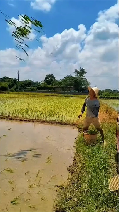Cara cepat menanam padi. #shorts #feedshorts #viralvideo