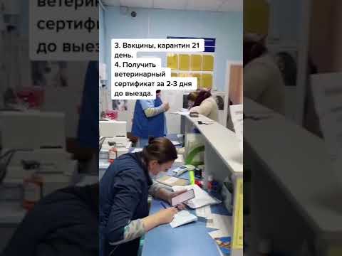 Документы для выезда из Беларуси с кошкой