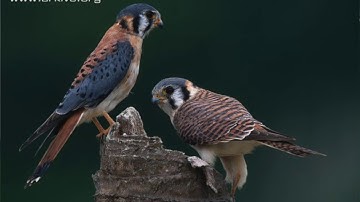Kestrels and Building Your Own Kestrel Box