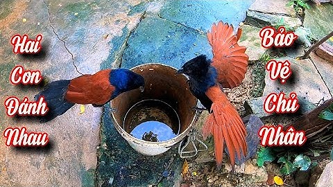 Bìm Bịp Bảo Vệ Chủ - Xây Nhà Mới Cho Thỏ Trắng Mắt Đỏ / Quế Nghịch