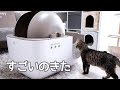 話題の猫用全自動トイレを使ってみたら…【PetSnowyレビュー】