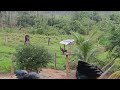 Os filhotes de Jacú já estão vindo comer aqui em casa #sitio #vidanaroça #jacú