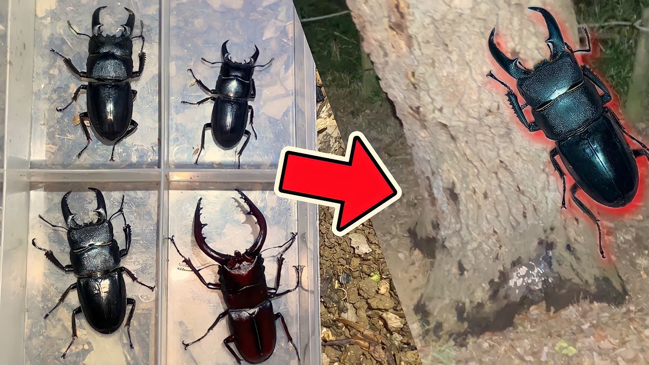 クワガタ採集】激レアのヒラタクワガタが大量でした。 - YouTube