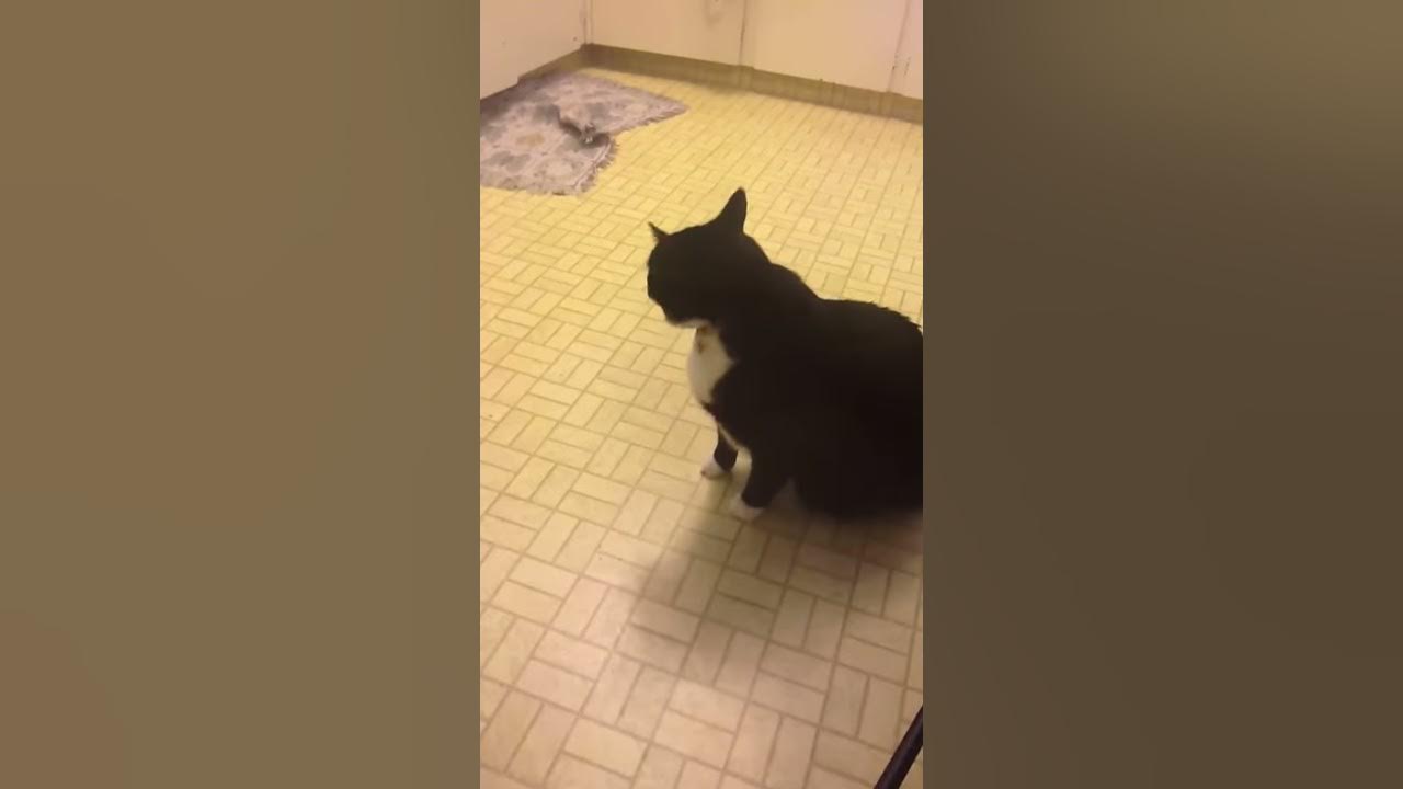 My Cat Talks To Puking Cats YouTube