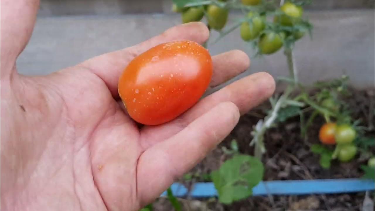 Томат Балтийский берег 13.08.22 - YouTube