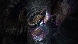 アンモナイトから生まれた虹色の宝石、アンモライト