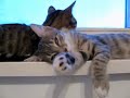 Funny cats is funny