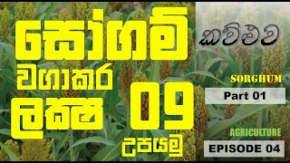 Sorghum Cultivation & how to take Profit from Sogrhum. සෝගම් වගාවෙන් ලක්ශ 9ක්.