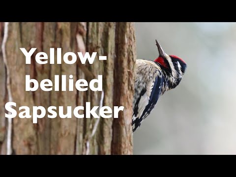 Video: Birds with a yellow belly: names, lifestyle